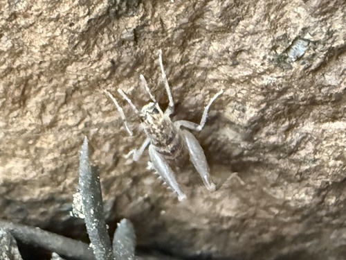 iNaturalist observation photo of Grasshoppers, Crickets, and Katydids