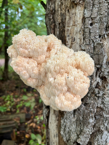 Bear's Head Tooth