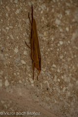 Bucrates malivolans