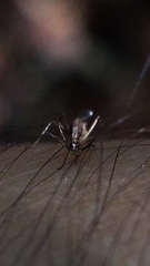 Aedes atlanticus