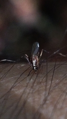 Aedes atlanticus