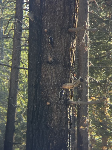 iNaturalist observation photo of Hairy Woodpecker