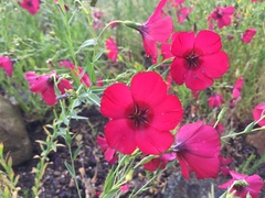 Linum grandiflorum