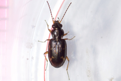 Bembidion patruele