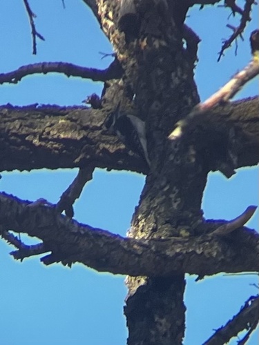 iNaturalist observation photo of Hairy Woodpecker