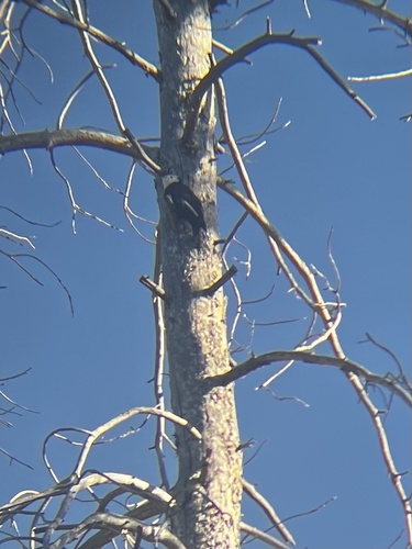 iNaturalist observation photo of White-headed Woodpecker