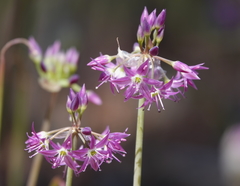 Allium campanulatum
