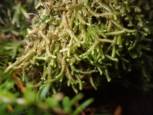 Bazzania tricrenata observed 2026-09-18
