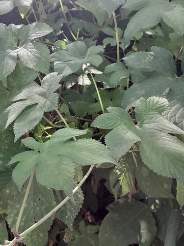 Japanese Hops