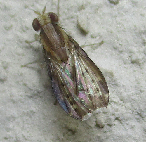 Homoneura terminalis