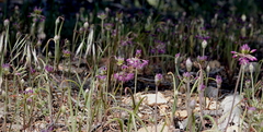 Allium campanulatum