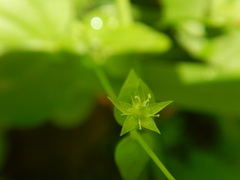 Stellaria crispa