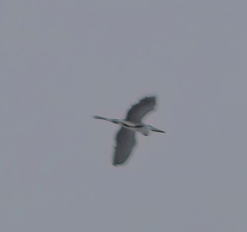 Grey Heron