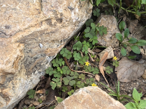 Creeping Woodsorrel