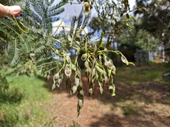 Acacia decurrens, photograph author not stated, no rights reserved