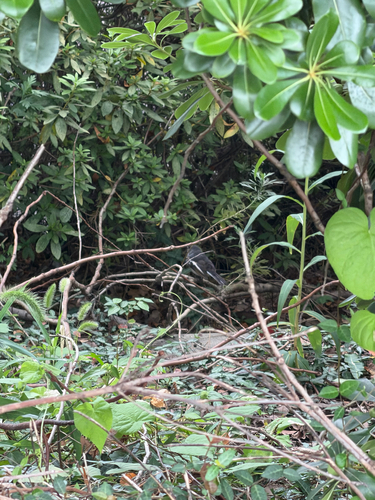 Oriental Magpie-Robin