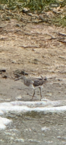 Wood Sandpiper