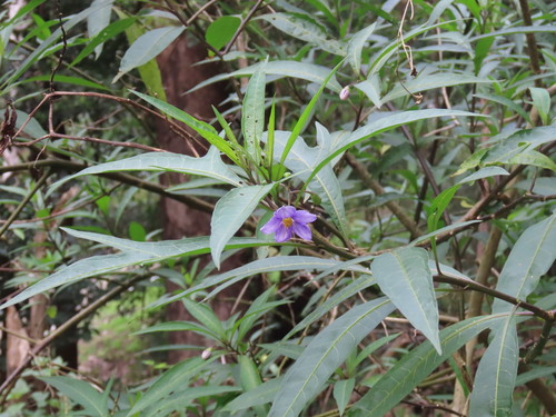 Solanum aviculare, photograph 1