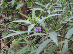 Solanum aviculare, photograph (c) ian_mcallan, some rights reserved (CC BY)