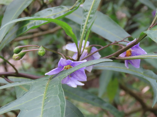 Solanum aviculare