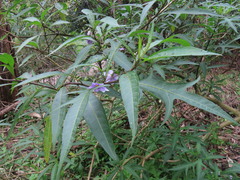 Solanum aviculare, photograph (c) ian_mcallan, some rights reserved (CC BY)