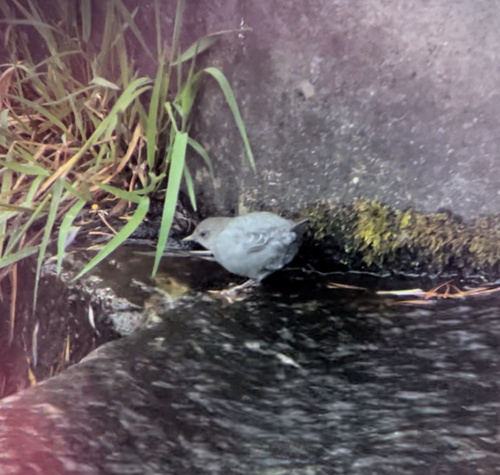 iNaturalist observation photo of American Dipper