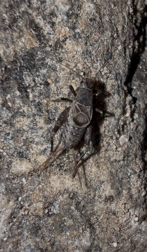 Western Brush Cricket