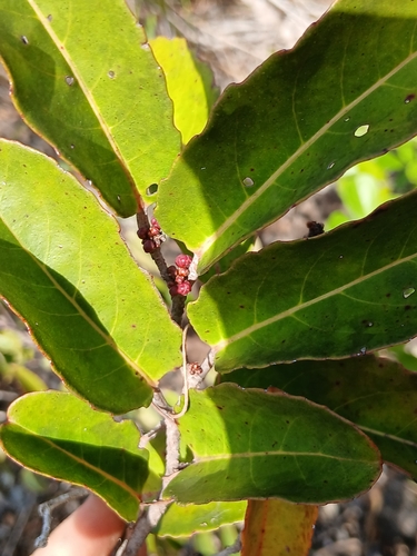 Casearia silvana observed 2026-09-19