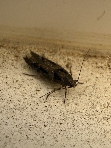 iNaturalist observation photo of Telphusa
