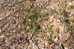 Juniperus communis depressa