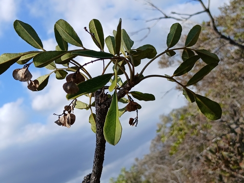 Soulamea muelleri observed 2026-09-19