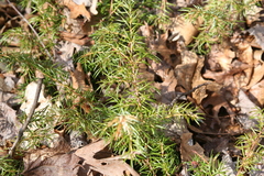 Juniperus communis depressa