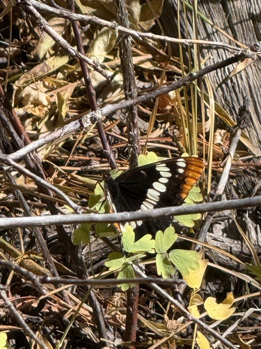iNaturalist observation photo of Lorquin's Admiral