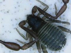 Chelifer cancroides