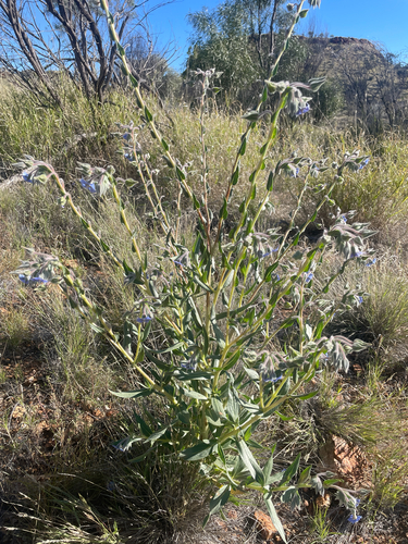 camel bush