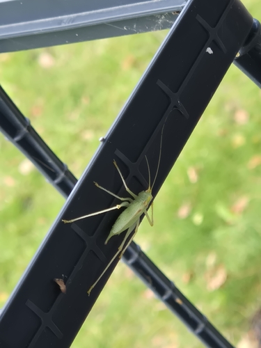 Oak Bush-cricket