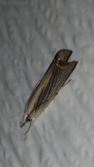 Parapediasia decorellus