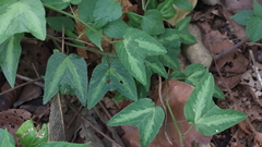 Passiflora cisnana
