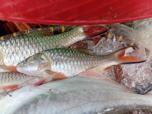 Hampala Barb