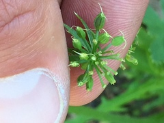 Tauschia arguta