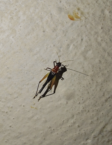 Homoeoxipha lycoides