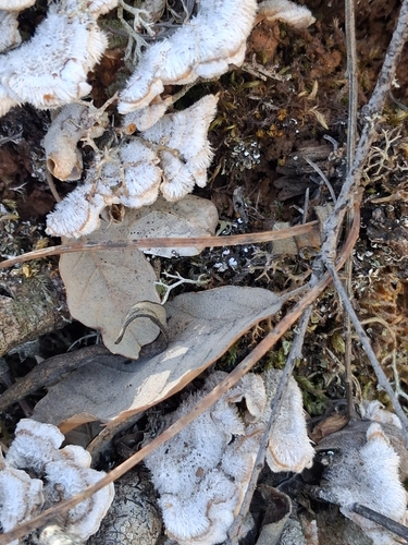 splitgill mushroom