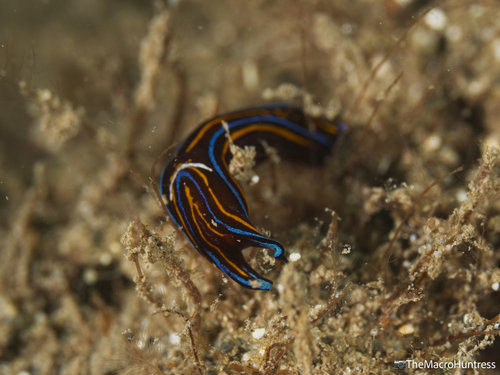 Chelidonura hirundinina observed 2026-08-19