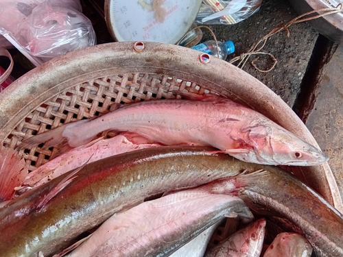 Snail-eating Pangasius