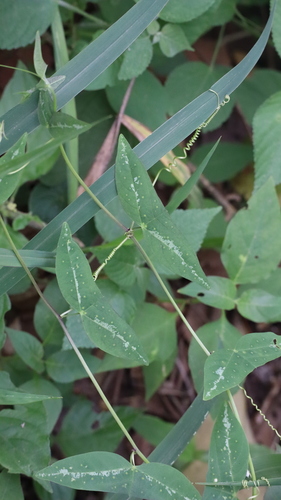 Passiflora colinvauxii, photograph 2