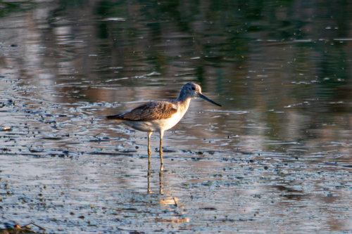 Common Greenshank