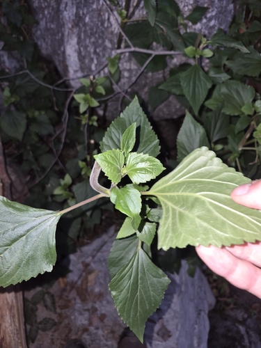 Crofton Weed