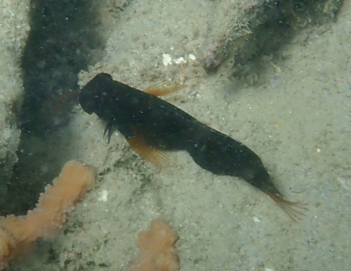 Atrosalarias fuscus observed 2026-09-19