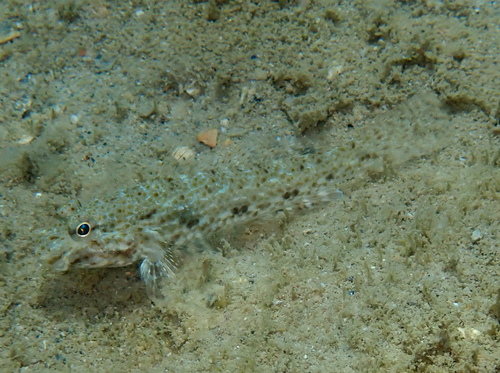 Macrodontogobius wilburi observed 2026-09-19