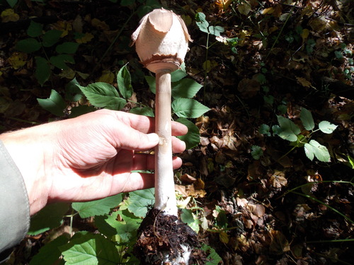 Macrolepiota rhodosperma